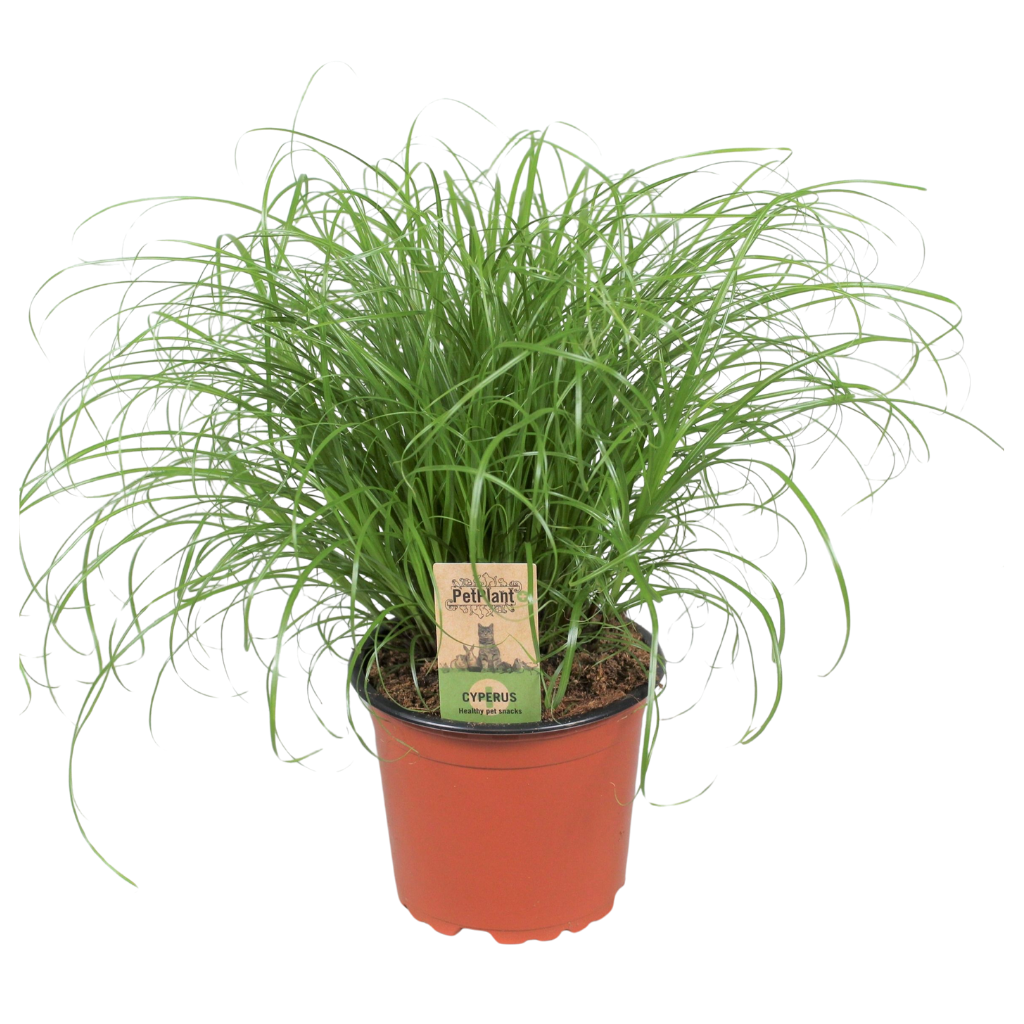 Cyperus Zumula (kitty grass) 30cm 12cm Pot