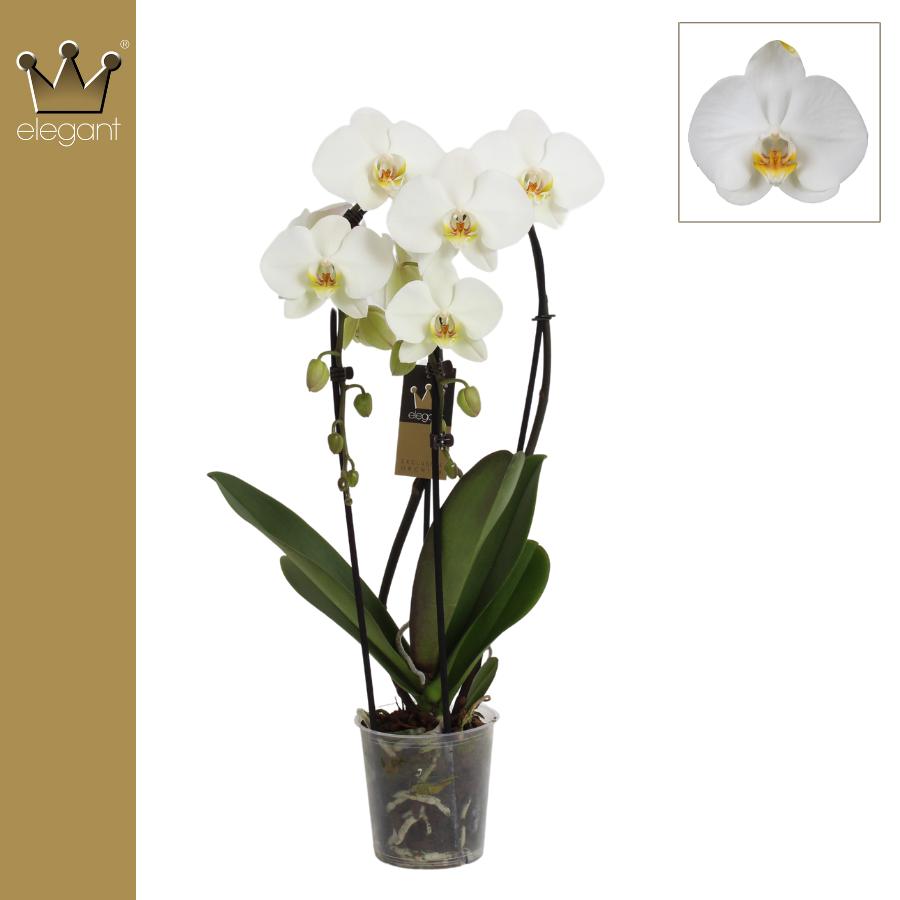 Bernhard New Variety Phalaenopsis Elegant cascade Pack of 4