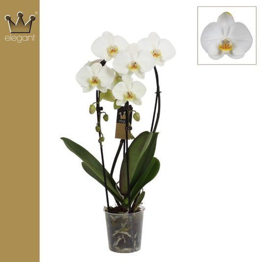 Bernhard New Variety Phalaenopsis Elegant cascade Pack of 4