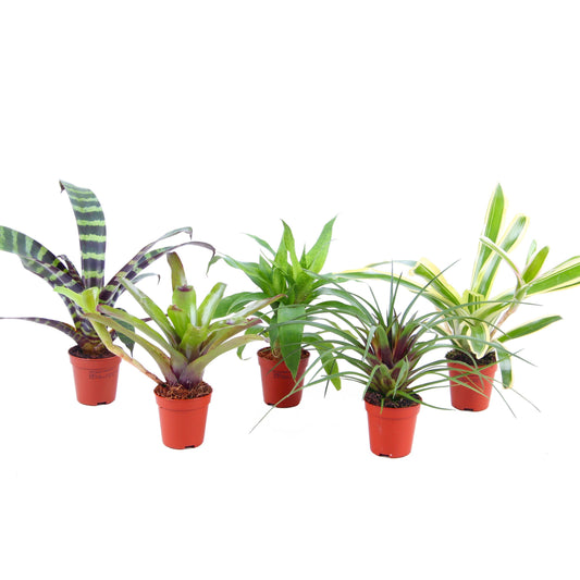 Bromelia mix 15cm 505cm Pot