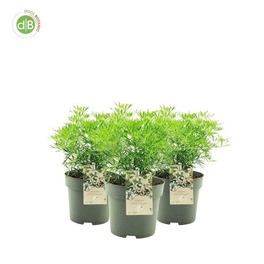 Shrubs mix 55cm 26cm Pot