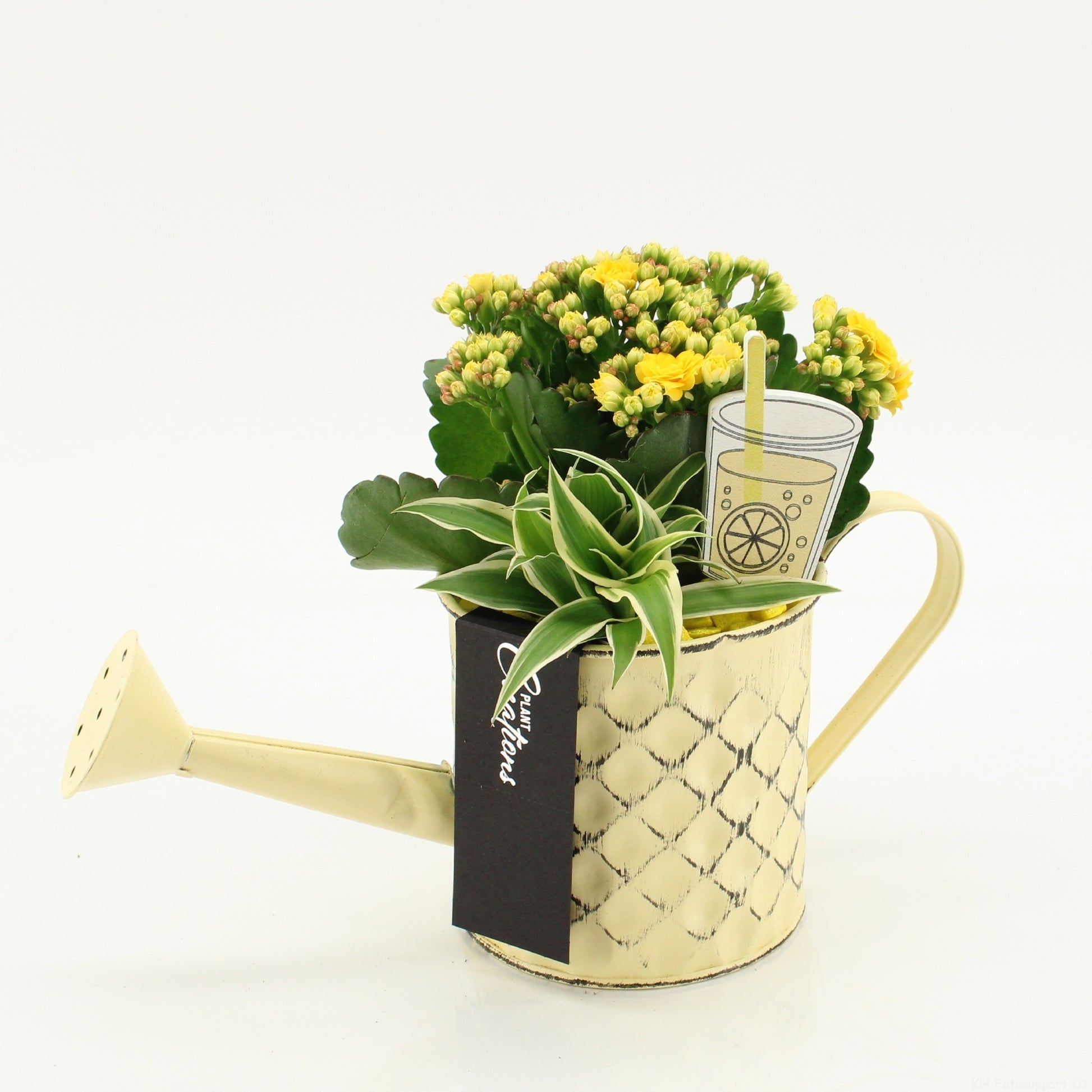 SECR-2629 Summer Essentials Colors 20cm 11cm Pot