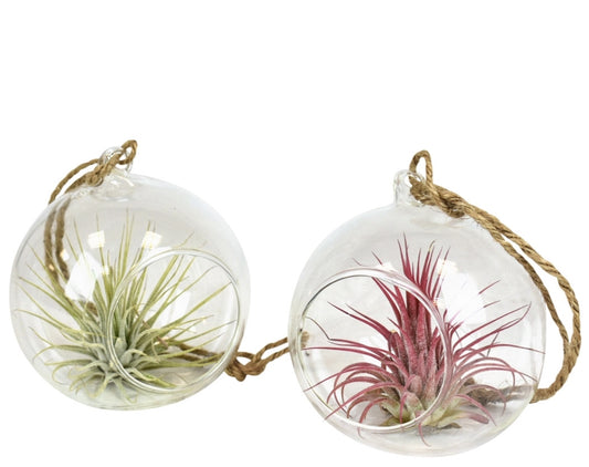Tillandsia cyanea 10cm 10cm Pot