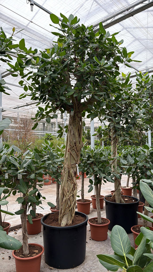 Ficus benghalensis 400cm 80cm Pot