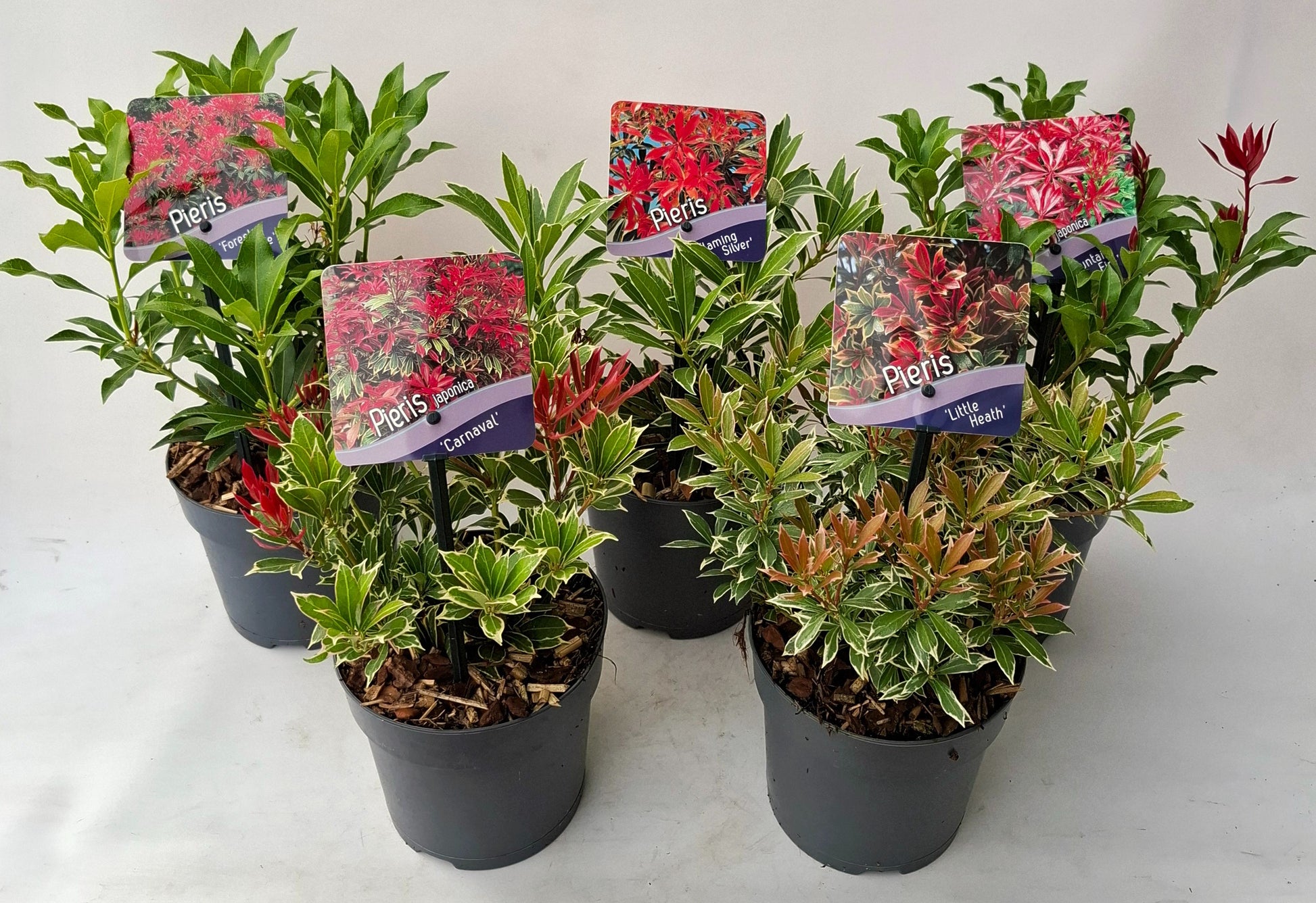 J.C.A.M. van Acht Pieris japonica mix Pack of 8
