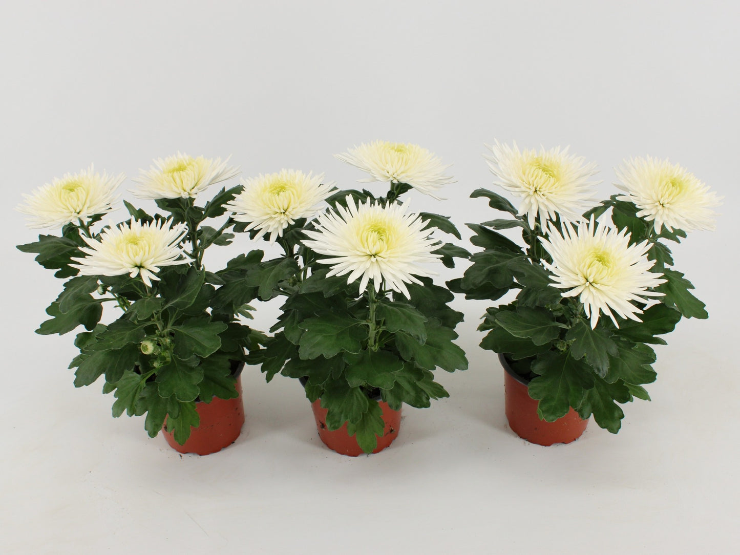 Chrysanthemum Anastasia White 30cm 12cm Pot
