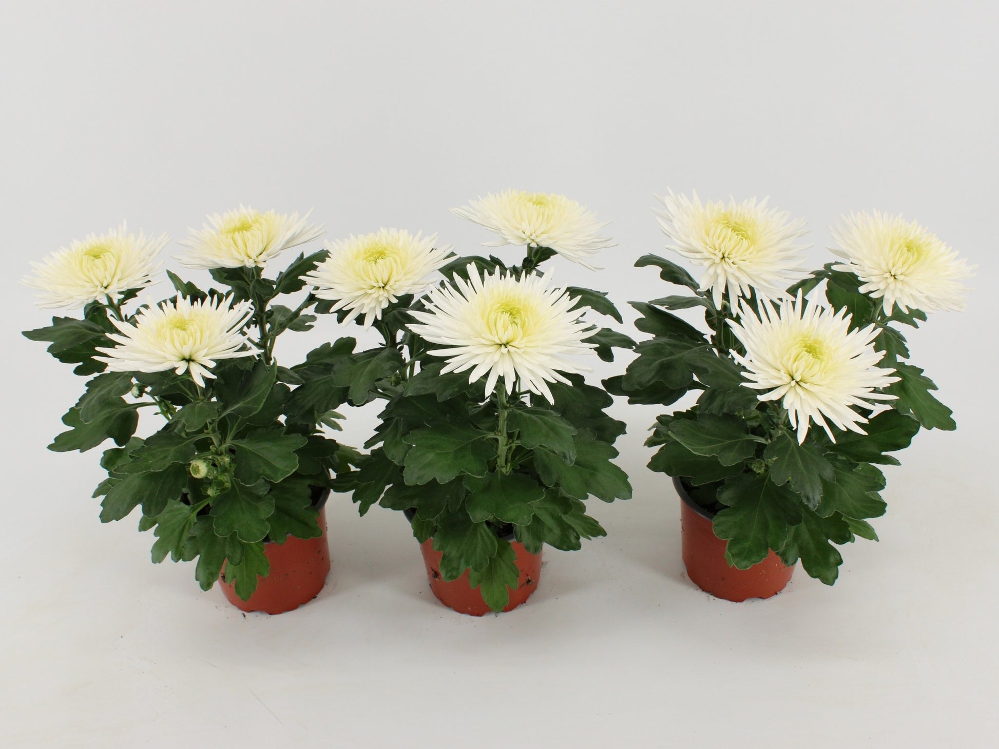 Chrysanthemum Anastasia White 30cm 12cm Pot