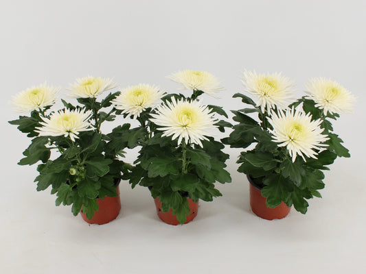 Chrysanthemum Anastasia White 30cm 12cm Pot