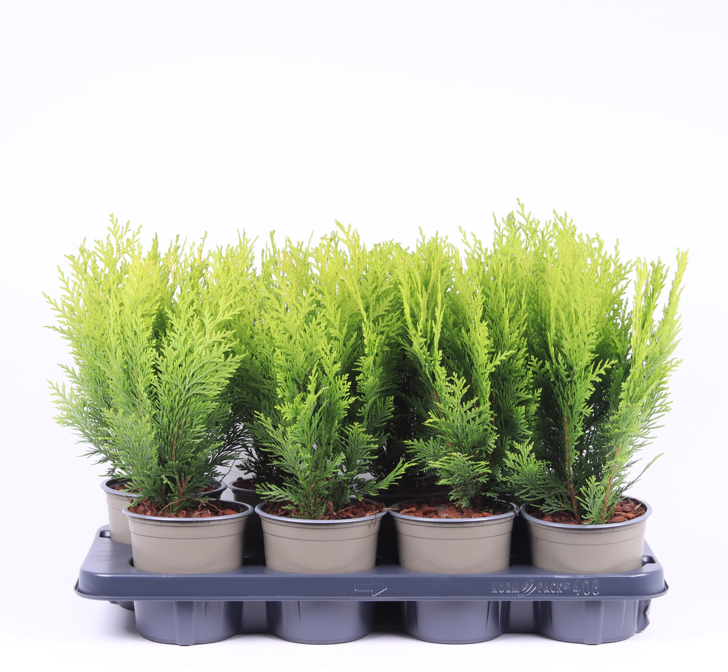 Chamaecyparis Stardust 40cm 13cm Pot