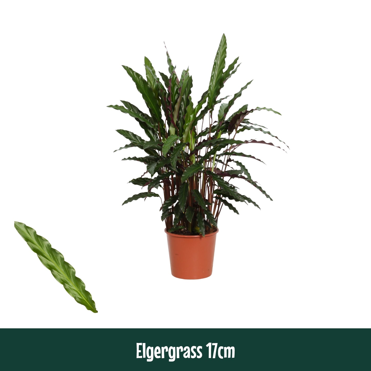 Calathea Elgergrass 50cm 17cm Pot