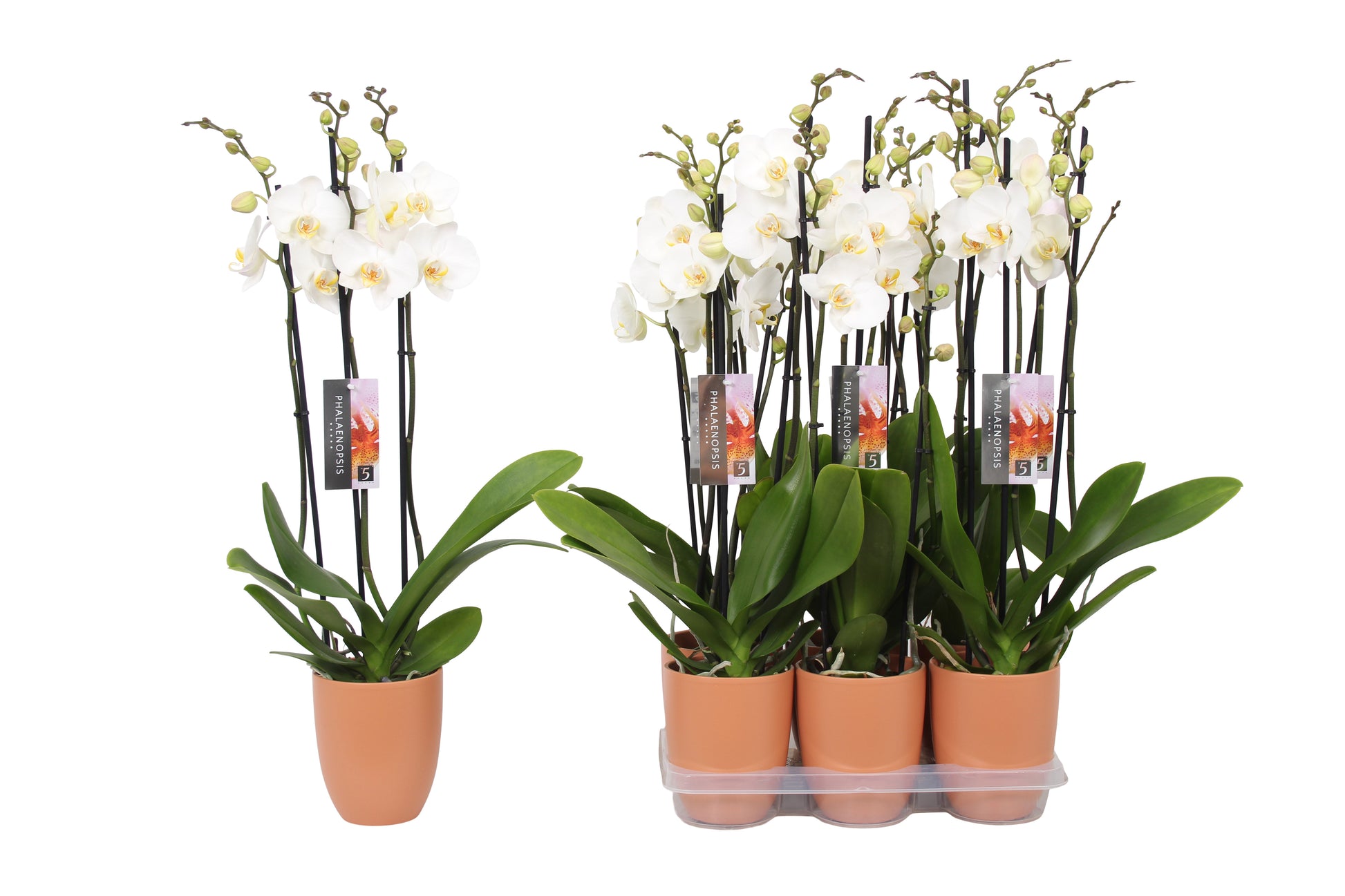 Phalaenopsis white (+ drp.ceramic) 60cm 12cm Pot