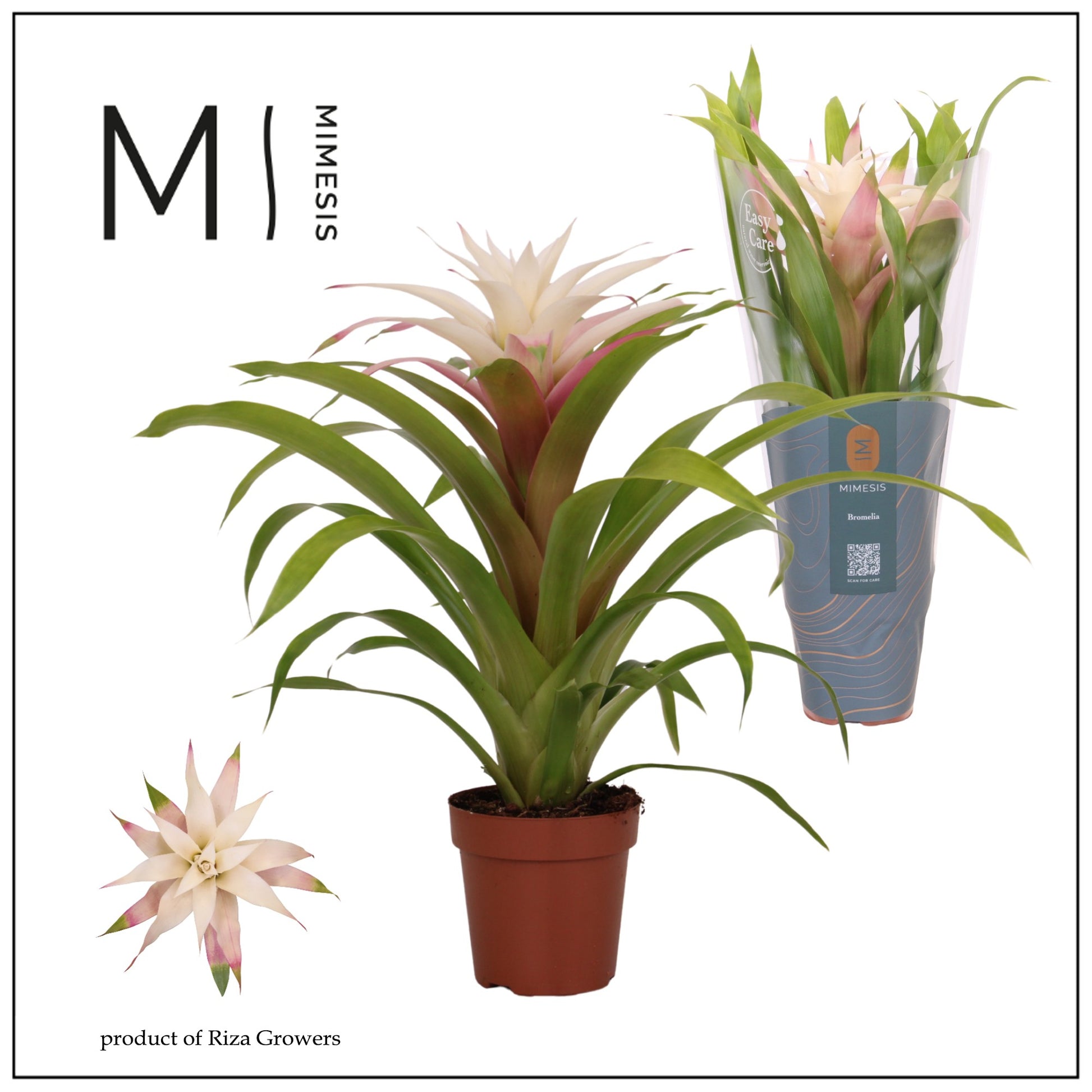 Guzmania Deseo Magical White 42cm 12cm Pot