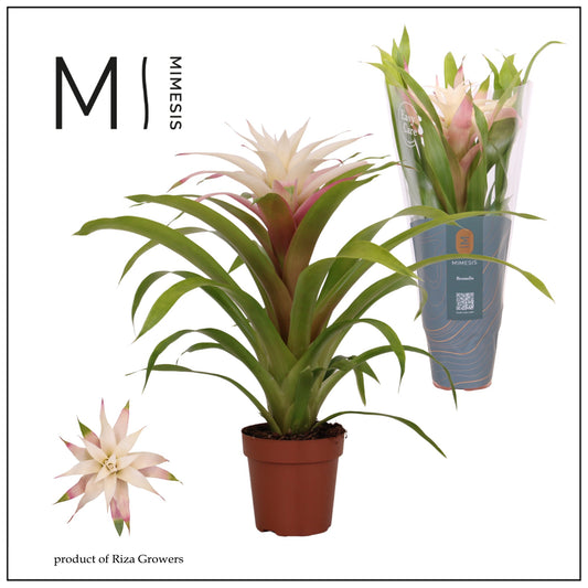 Guzmania Deseo Magical White 42cm 12cm Pot