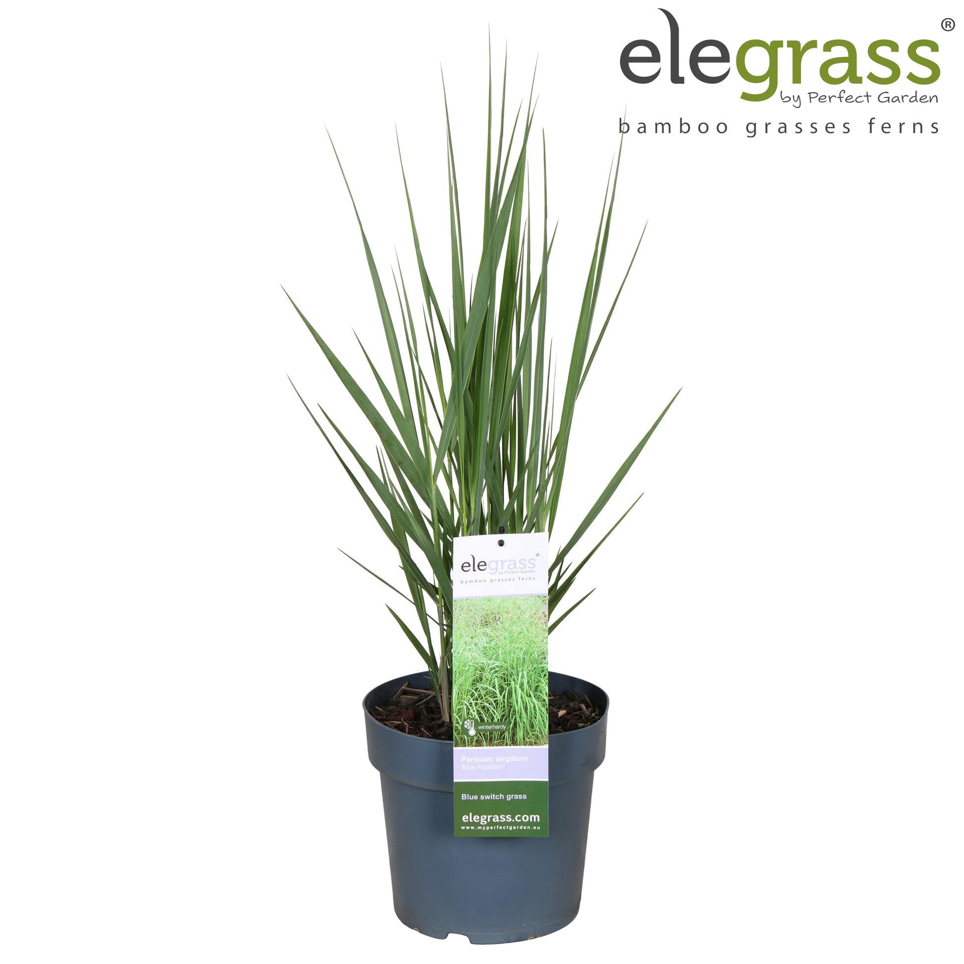 Panicum virgatum 70cm 23cm Pot