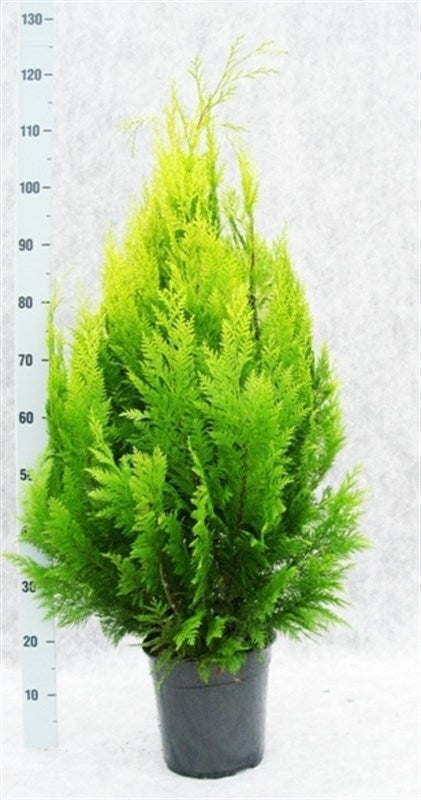 Chamaecyparis Ivonne 130cm 24cm Pot