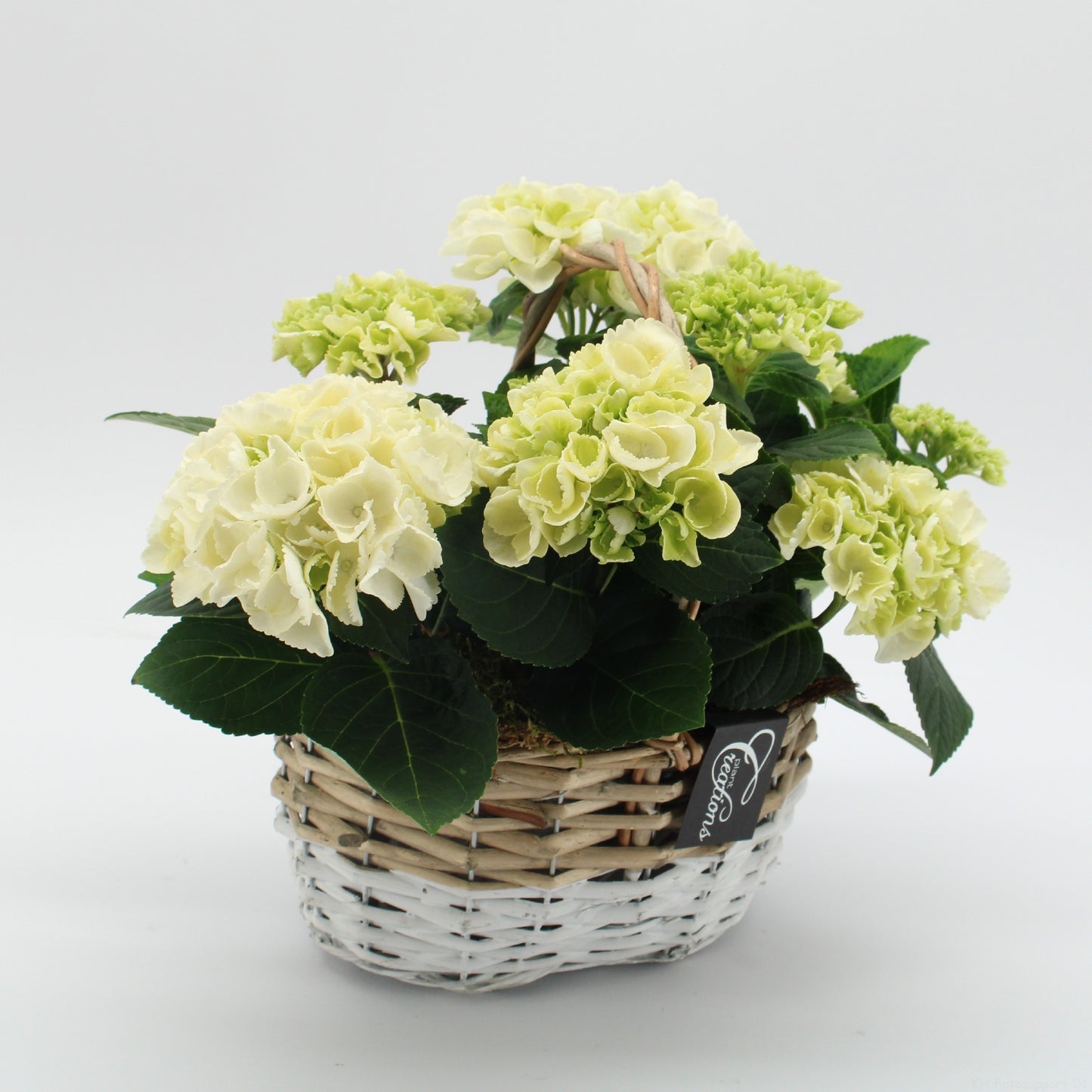 KHCR-2619W Hydrangea creatie 28cm 22cm Pot