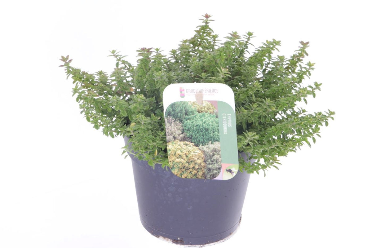 Thymus citriodorus 20cm 13cm Pot