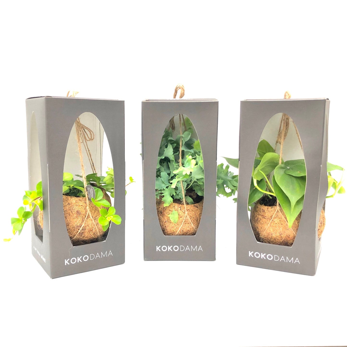 Kokodama Green mix 20cm 12cm Pot