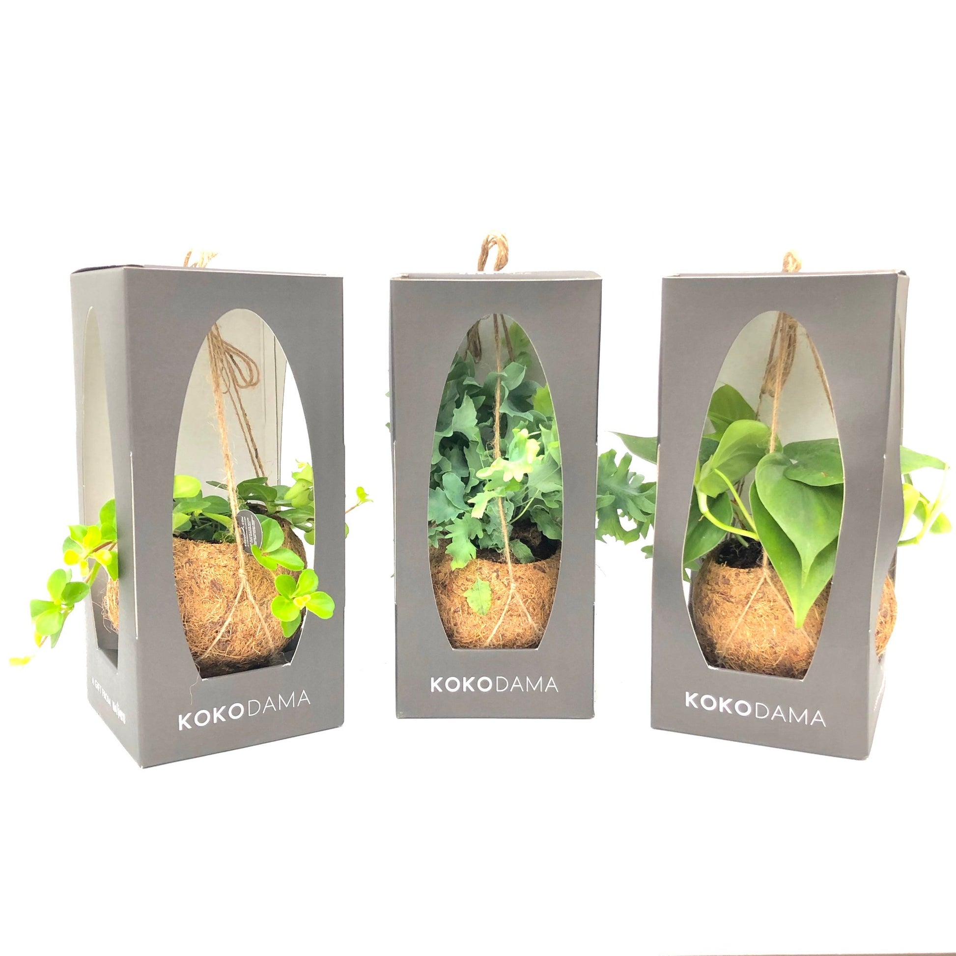Kokodama Green mix 20cm 12cm Pot