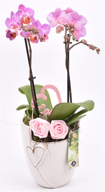 arr. Phalaenopsis 12cm Pot