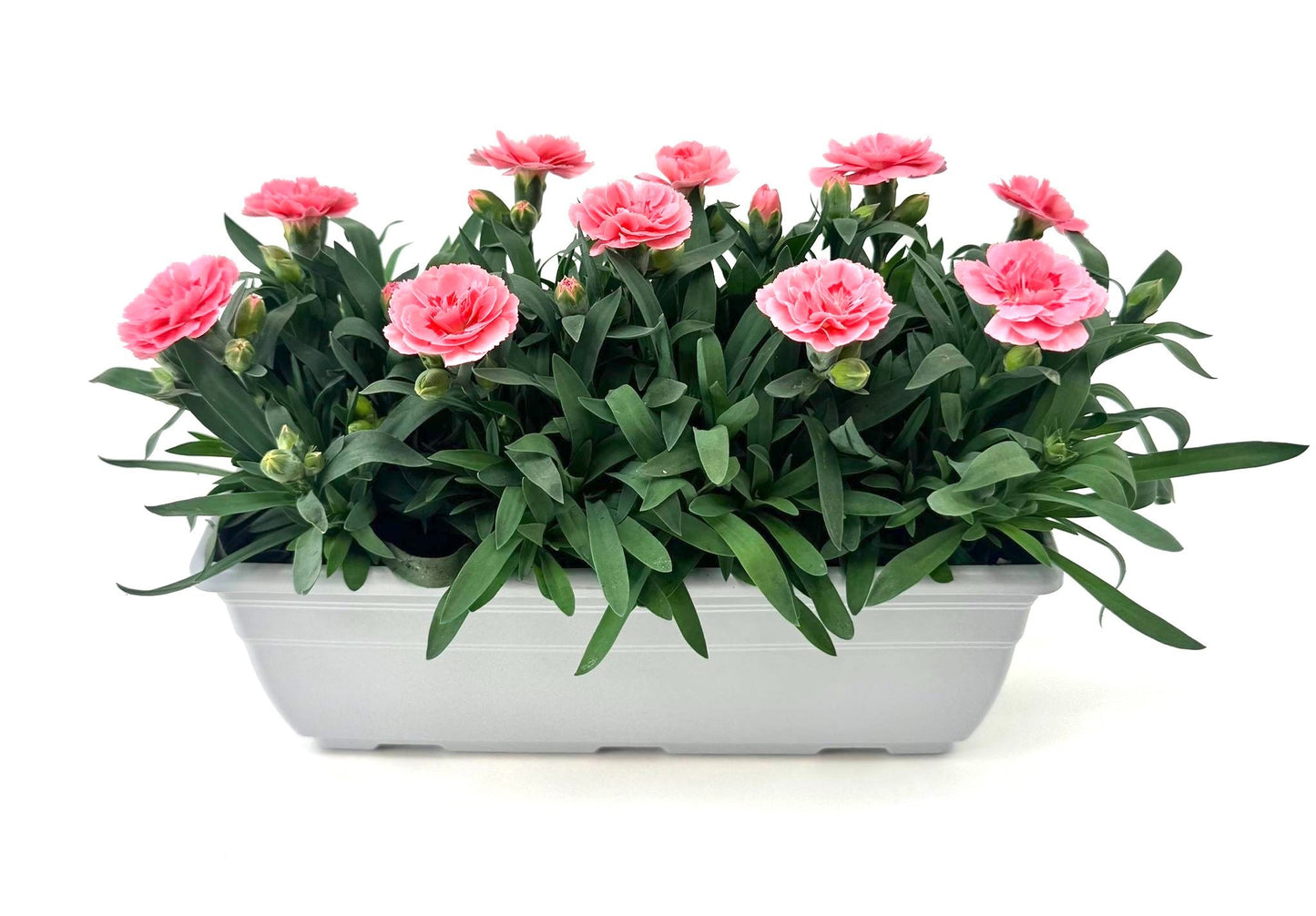 Dianthus Oscar Pink 24cm 27cm Pot