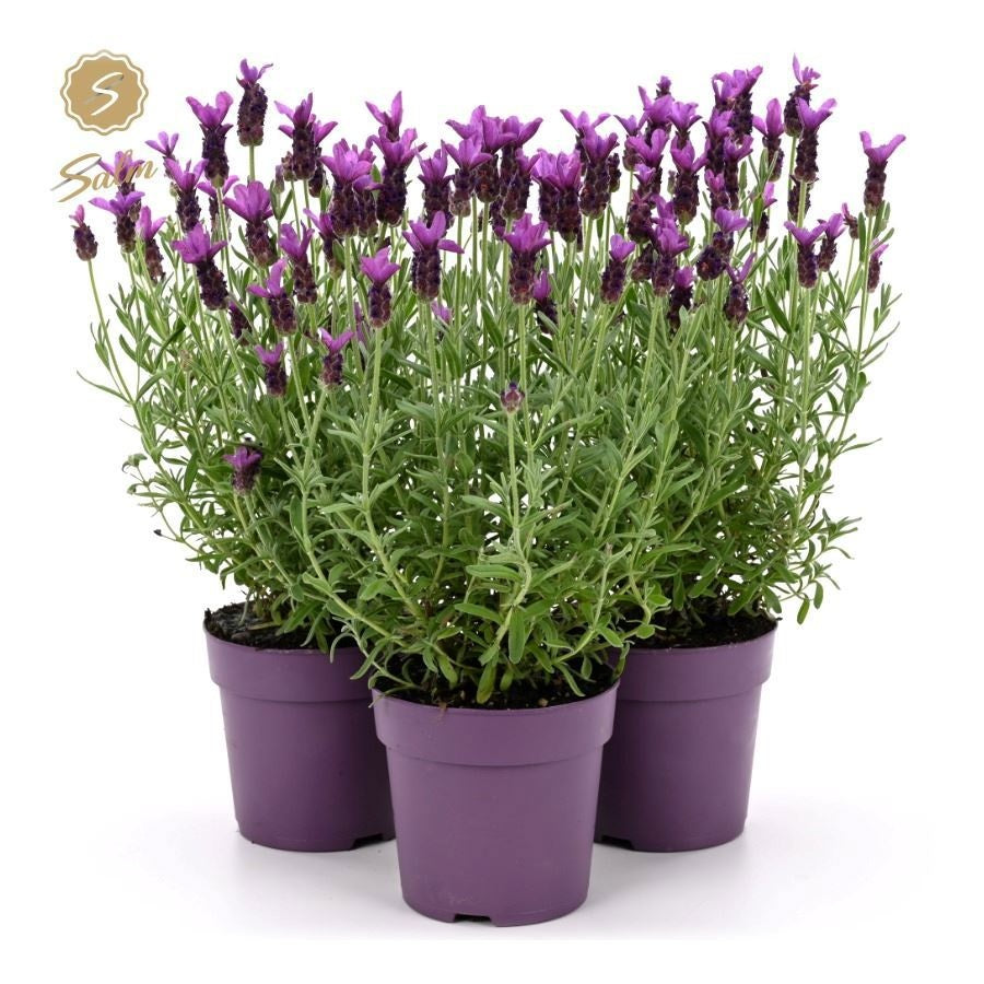 Lavander stoechas Anouk 34cm 12cm Pot