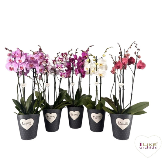 Phalaenopsis mix 70cm 17cm Pot