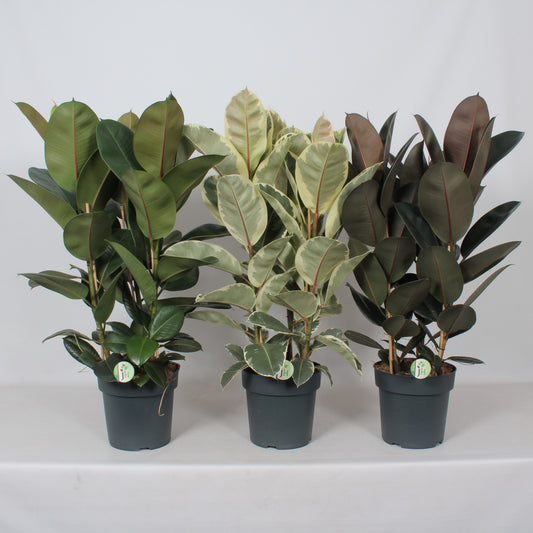 Ficus mix 105cm 27cm Pot