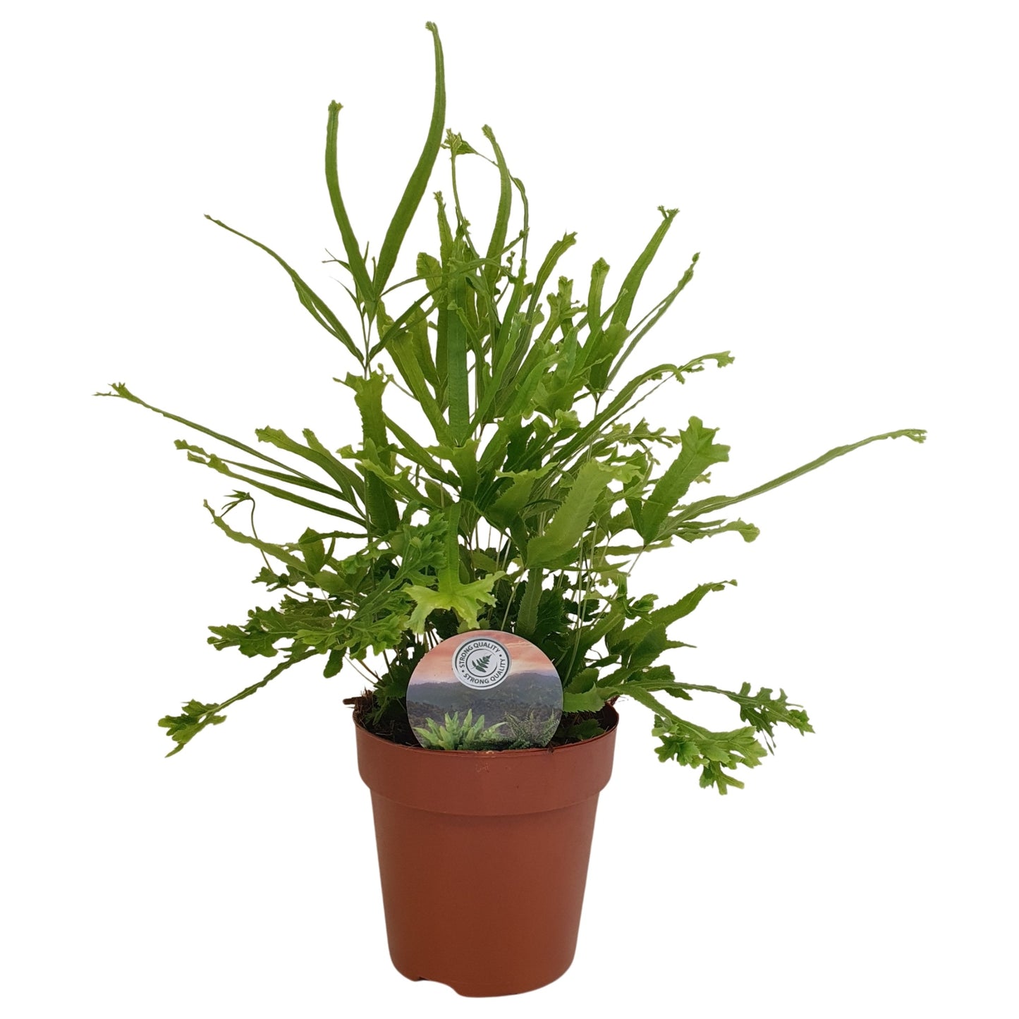 Pteris Roeweri 40cm 12cm Pot