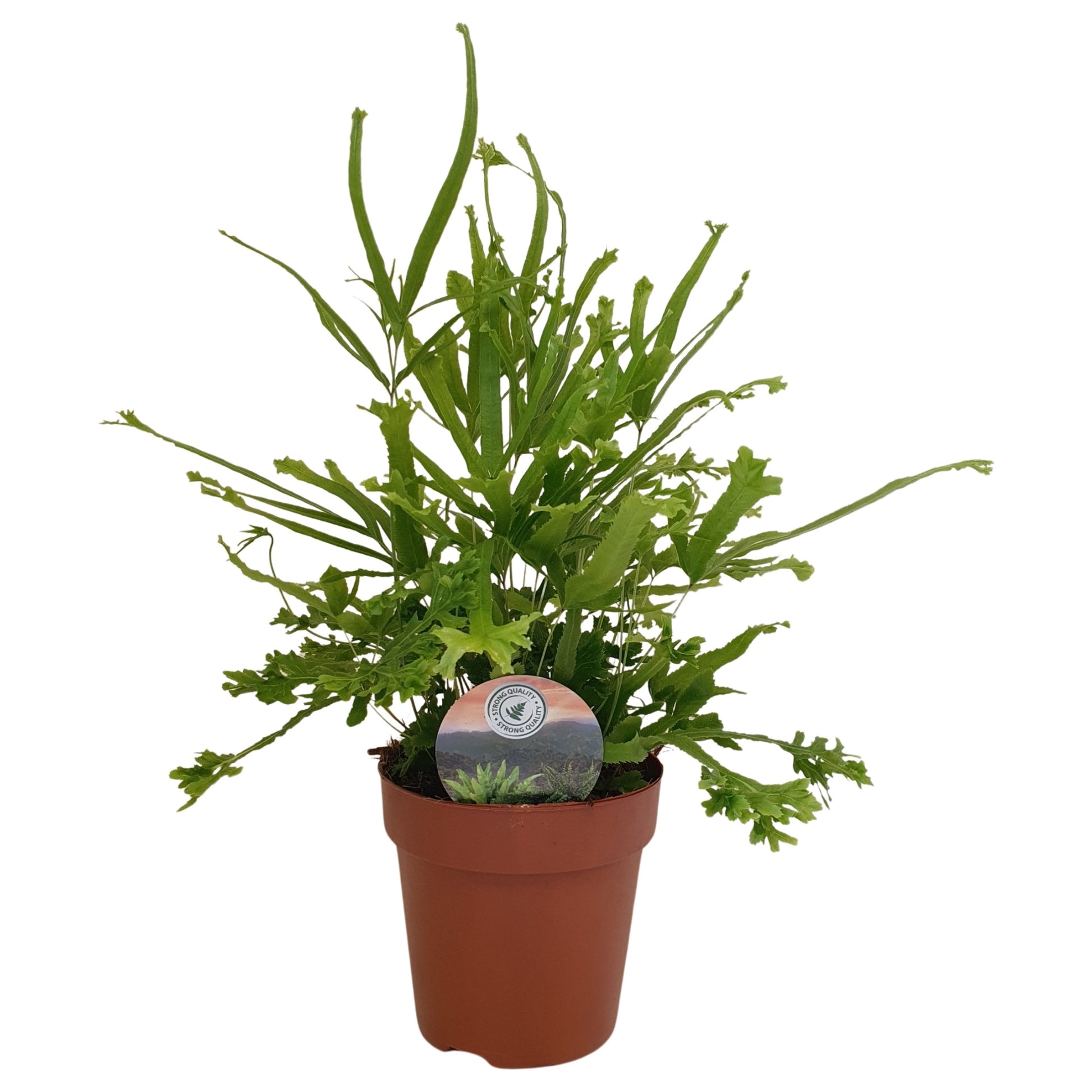 Pteris Roeweri 40cm 12cm Pot