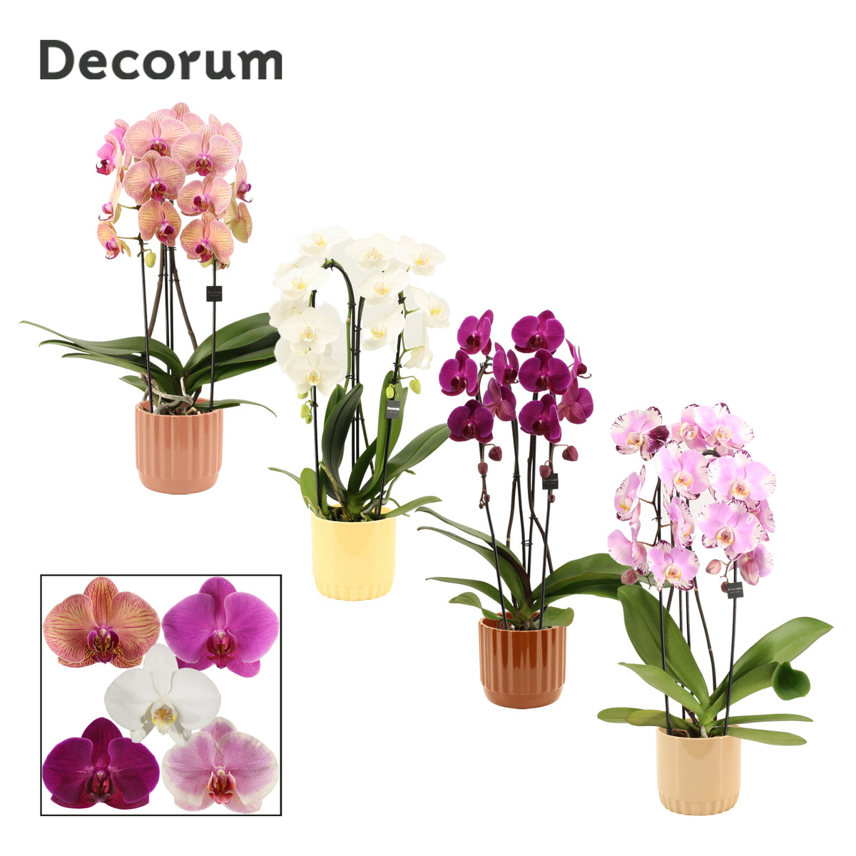 Phalaenopsis mix 55cm 12cm Pot