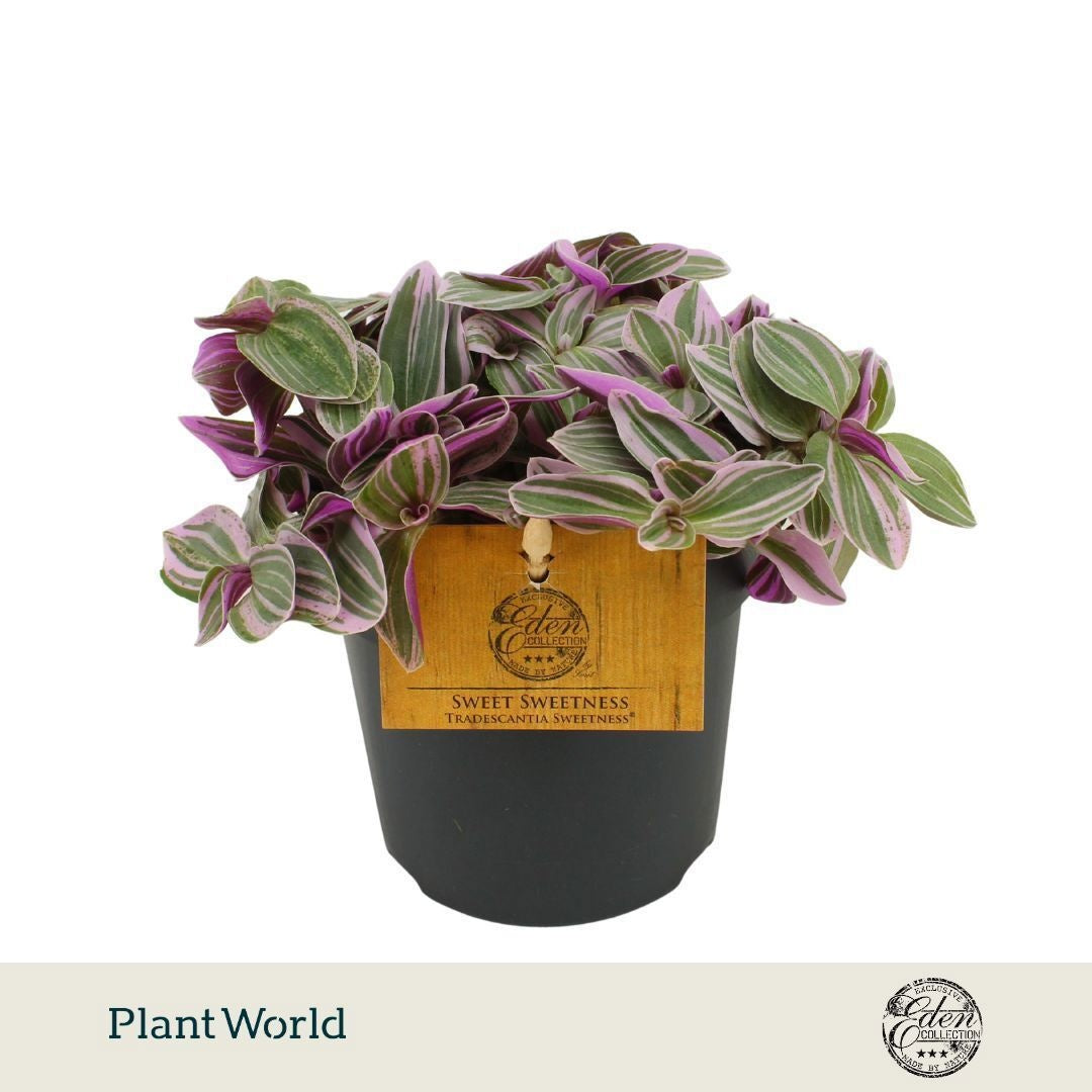 Tradescantia Sweetness 10.5cm Pot