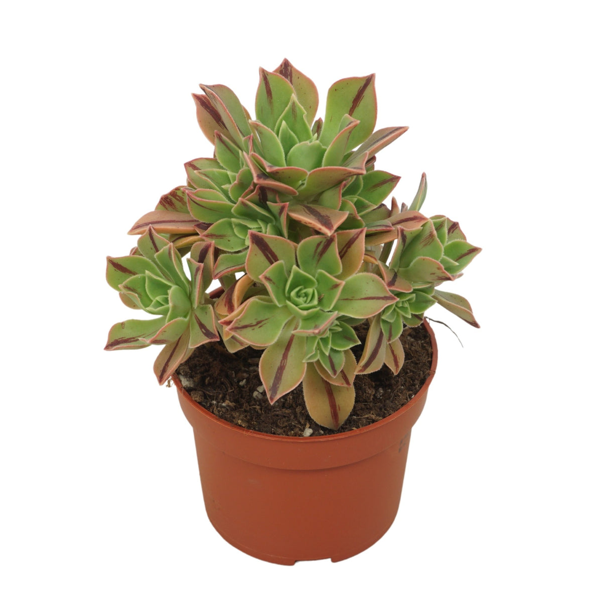 Aeonium nigrum 18cm 10.5cm Pot
