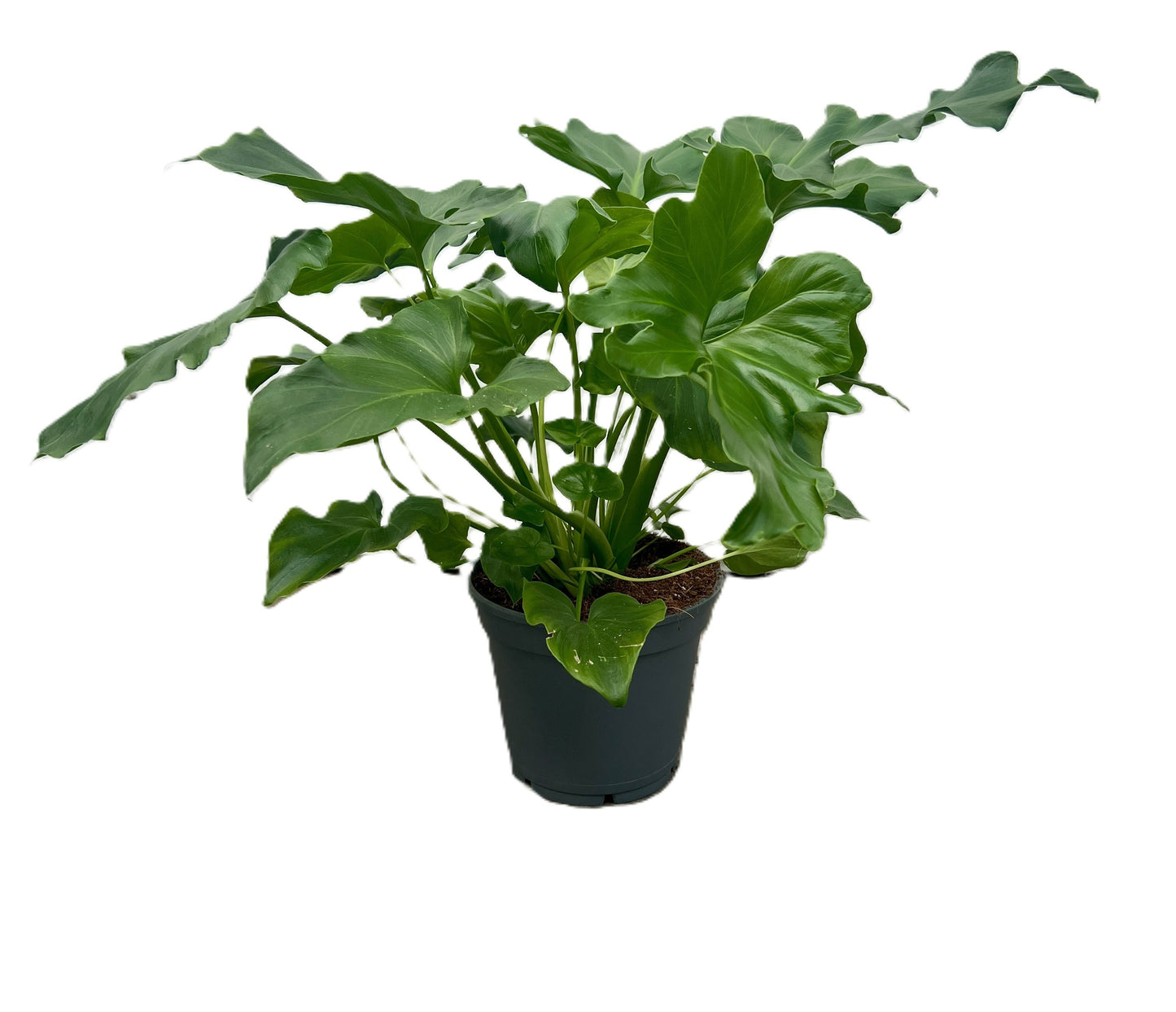 Philodendron scandens 45cm 17cm Pot
