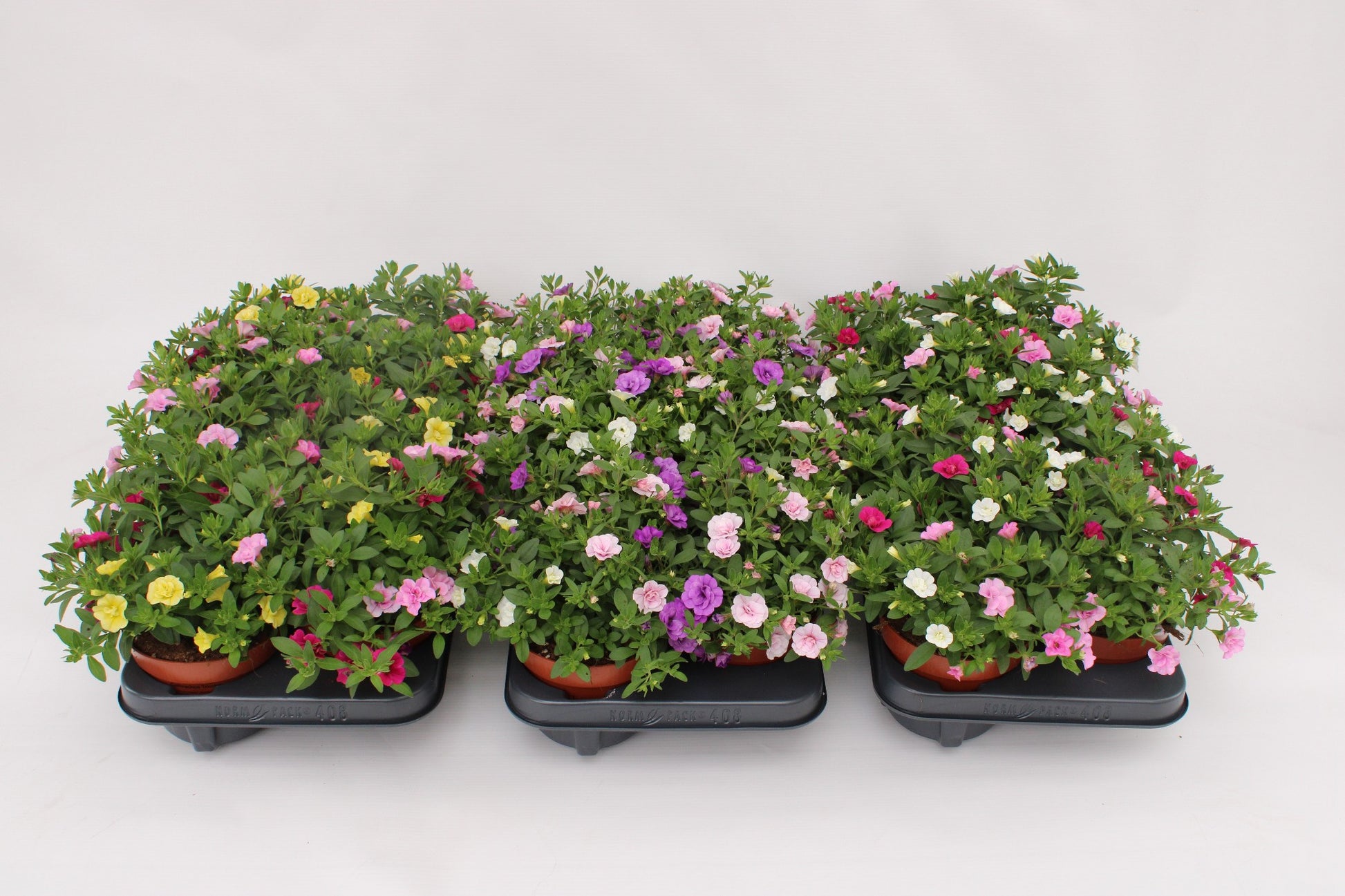 Calibrachoa trio rosies 15cm 13cm Pot