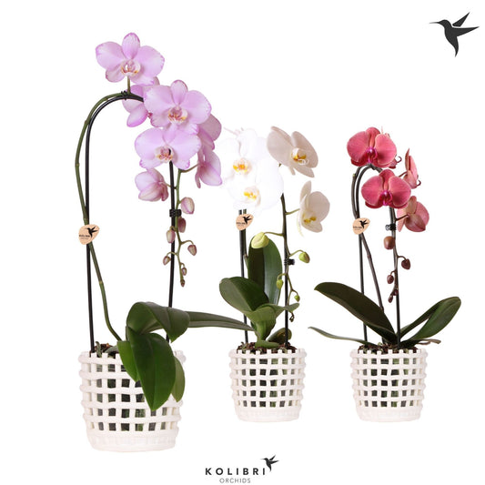Phalaenopsis Elegant cascade 50cm 12cm Pot