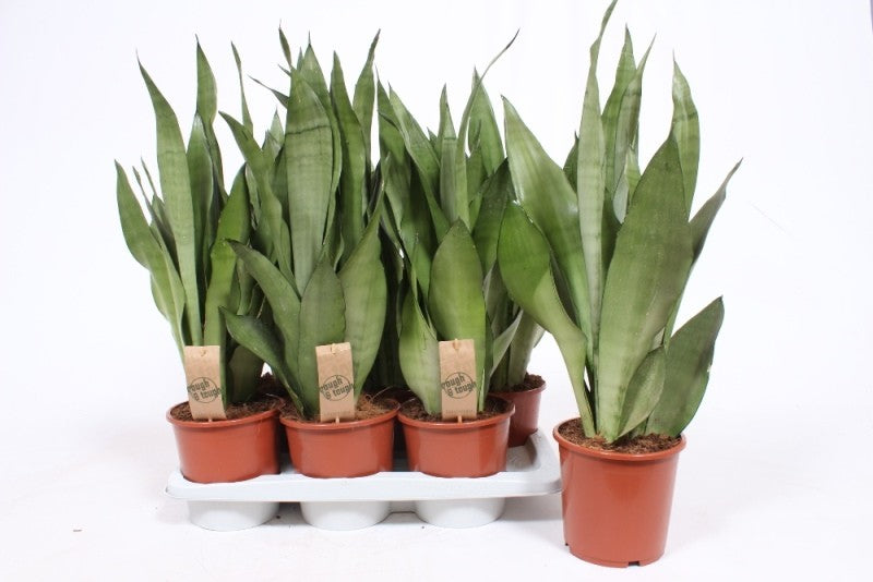 Sansevieria Moonshine 55cm 17cm Pot