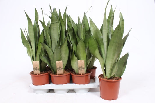 Sansevieria Moonshine 55cm 17cm Pot