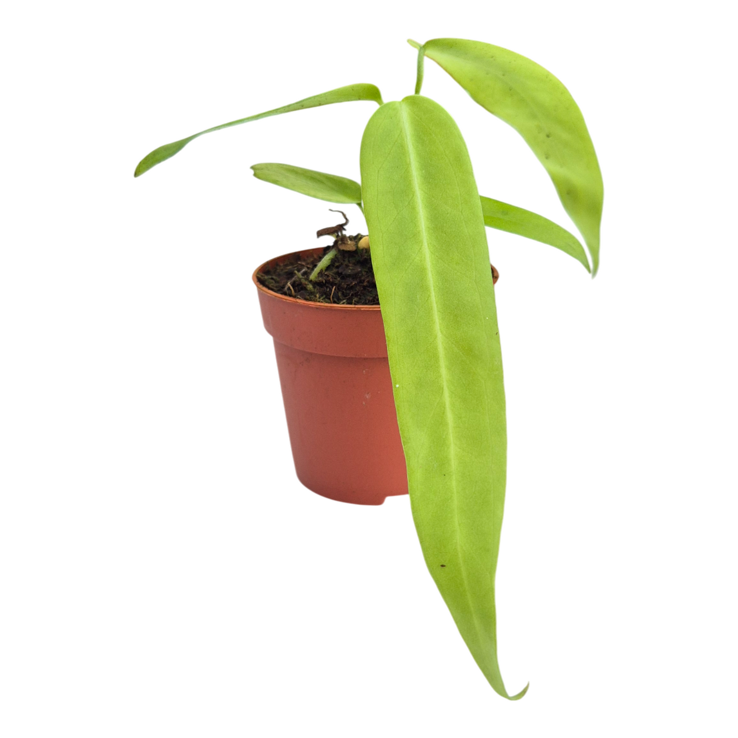 Anthurium andraeanum 10cm 7cm Pot
