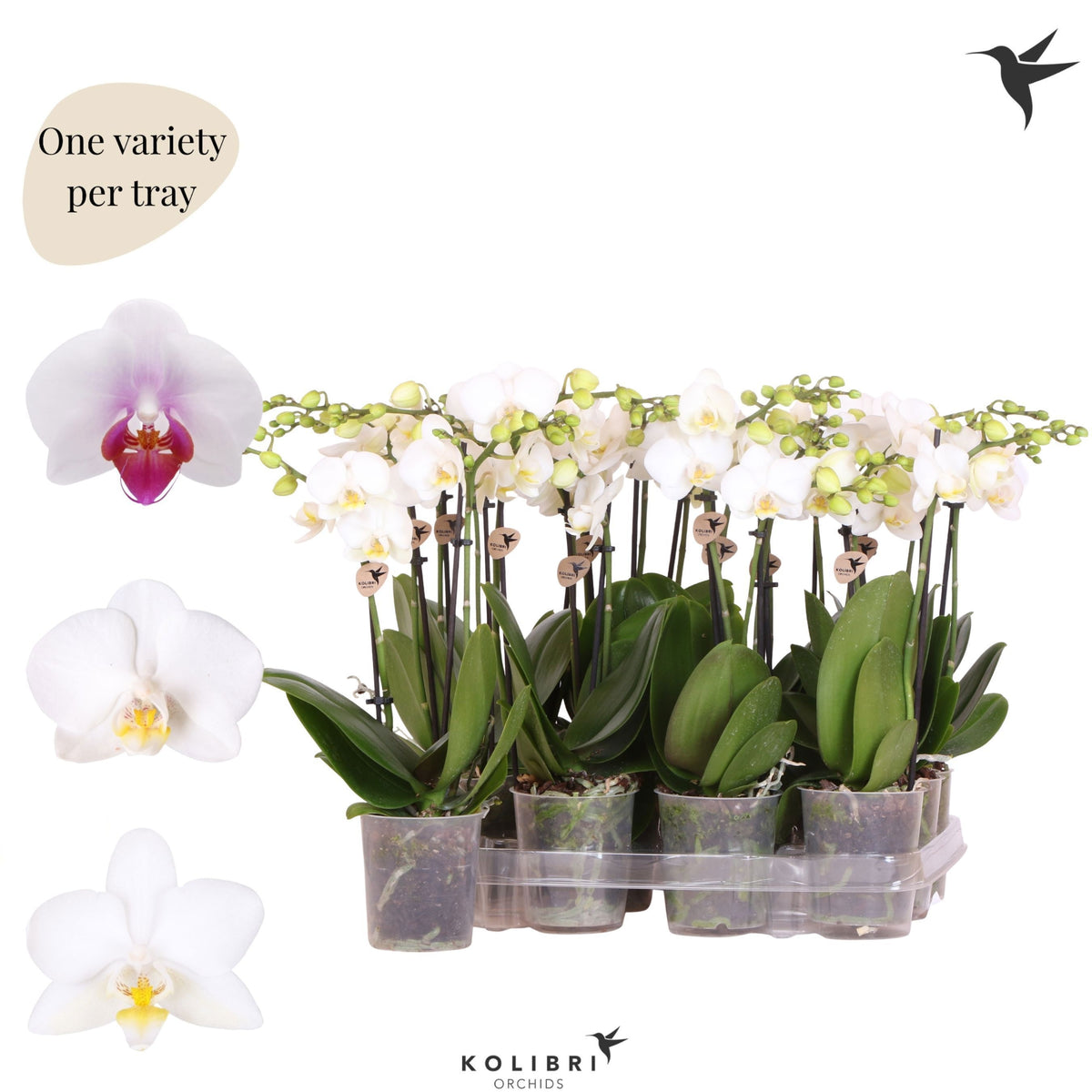 Phalaenopsis multiflora white 40cm 9cm Pot