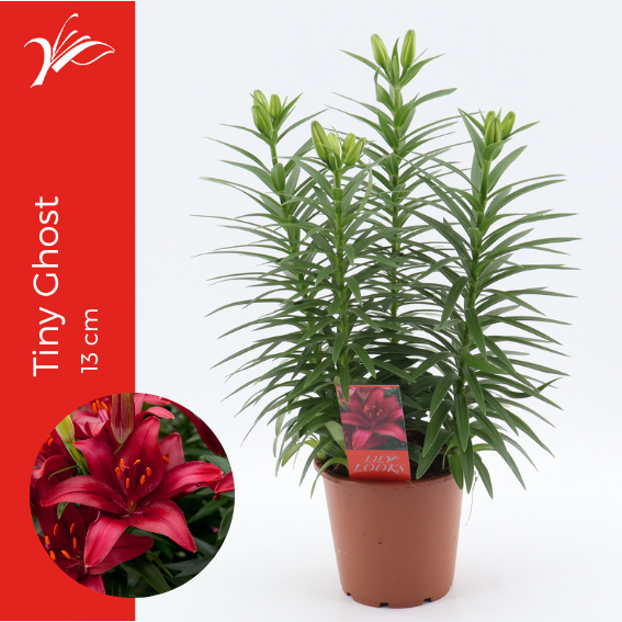 Lilium az. Tiny Ghost 38cm 13cm Pot