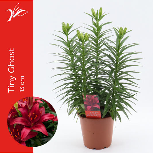 Lilium az. Tiny Ghost 38cm 13cm Pot