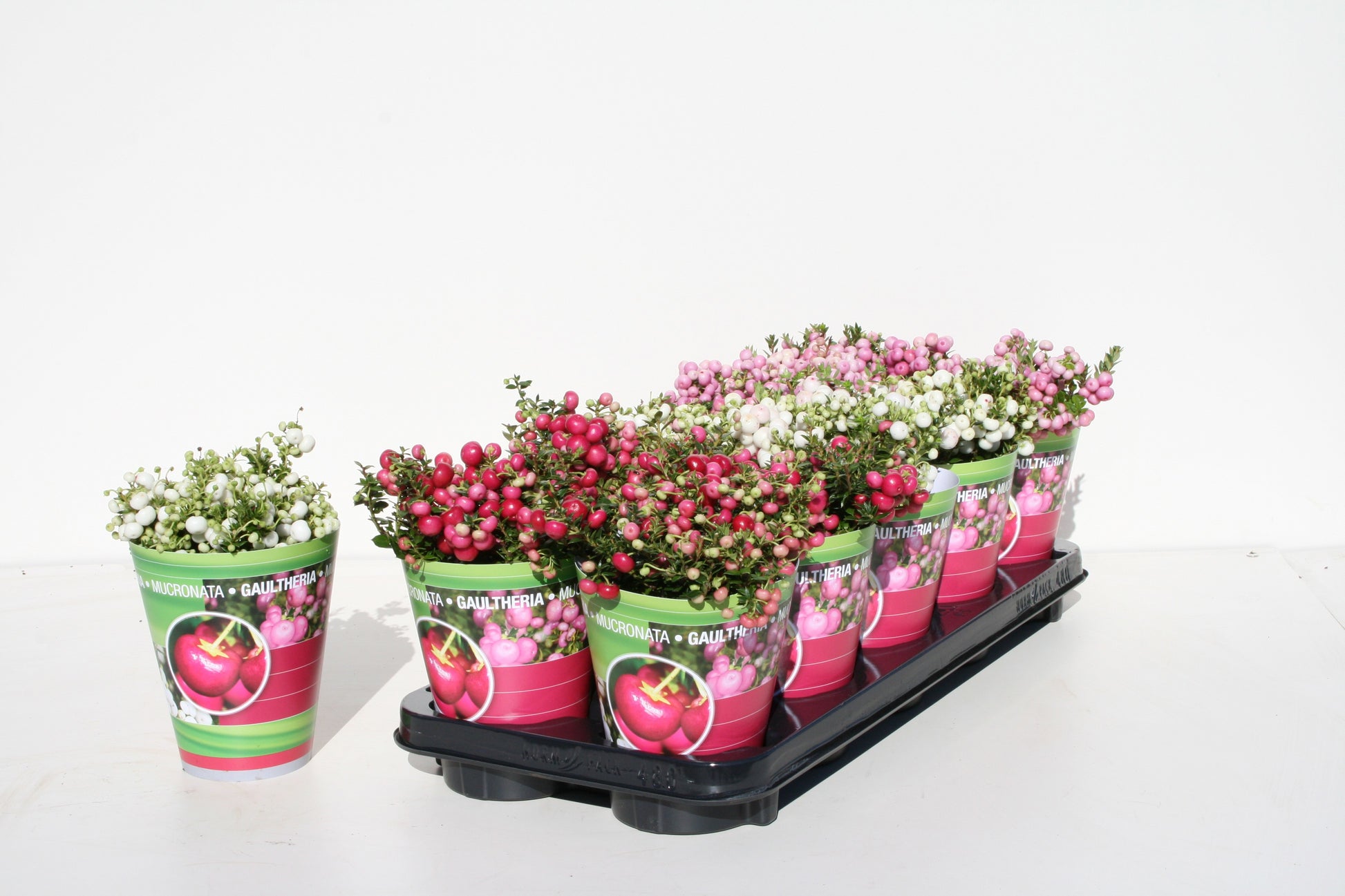 Windhorst & Zn, Firma W. Gaultheria mucronata Pack of 10