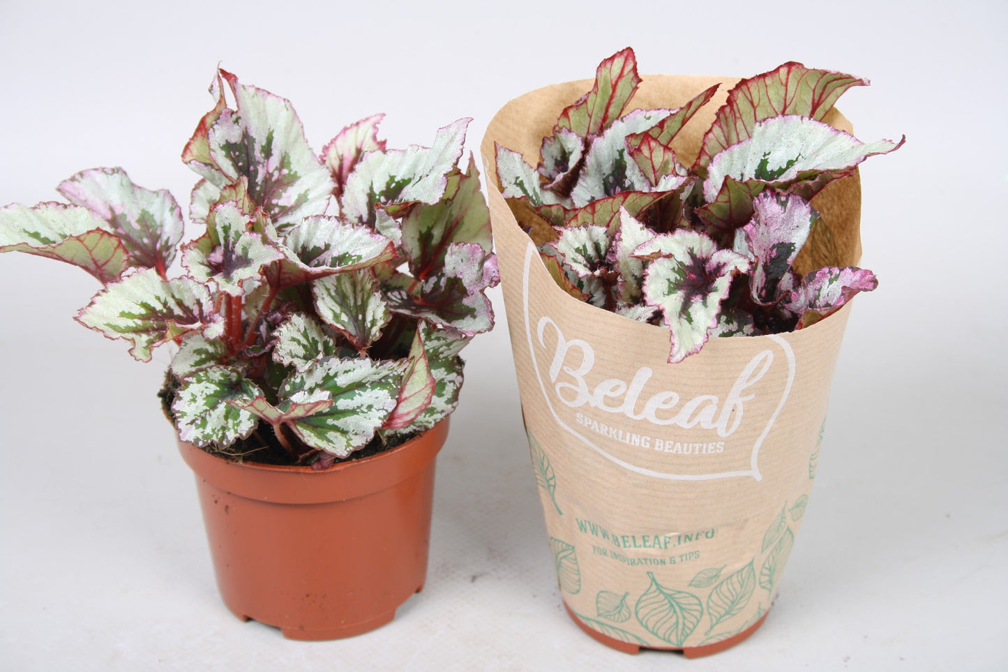 Berghoef Plants Begonia Beleaf Evening Glow Pack of 12