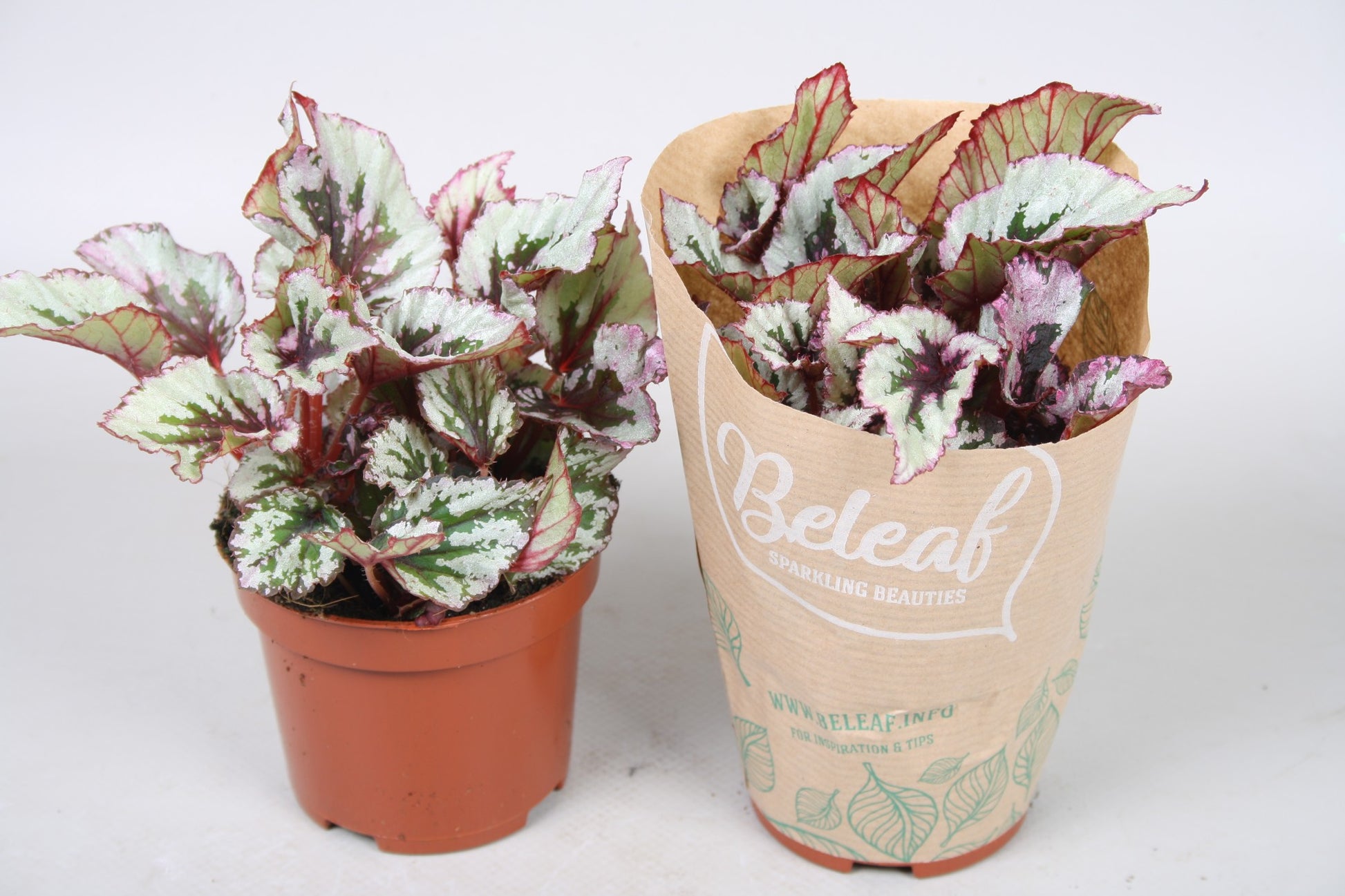 Berghoef Plants Begonia Beleaf Evening Glow Pack of 12
