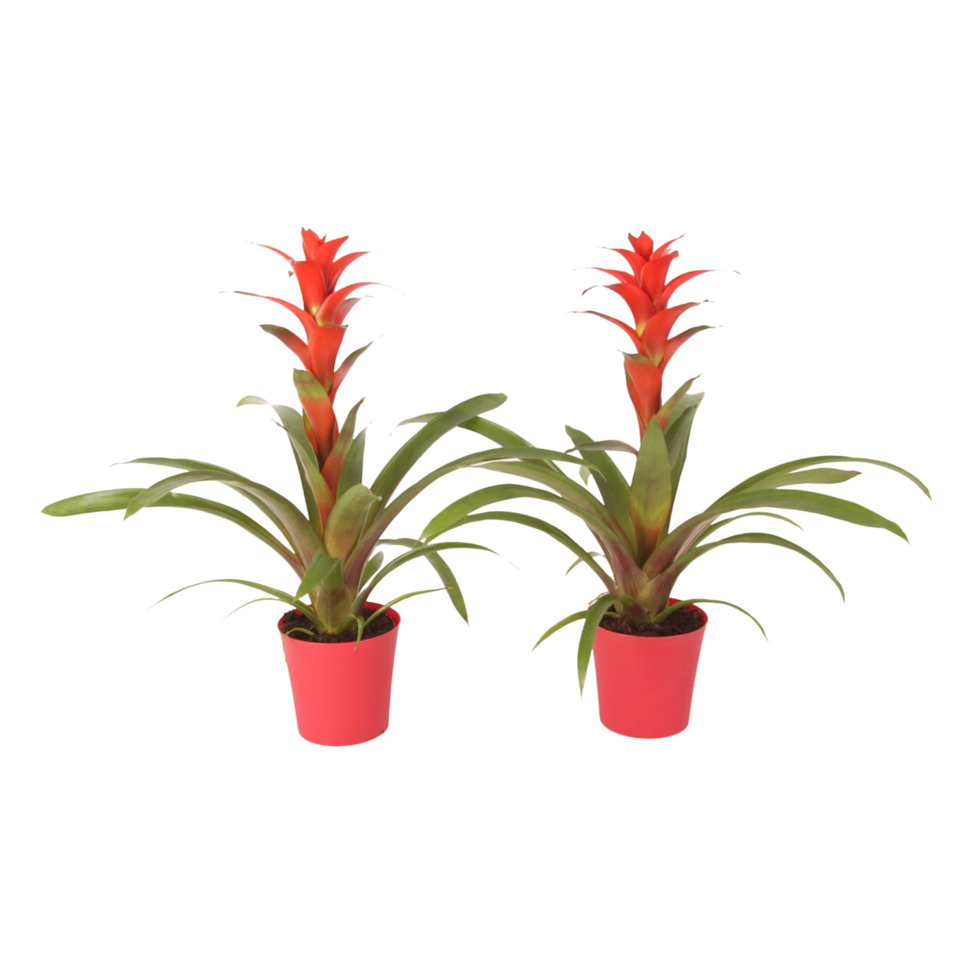 Guzmania Allura 45cm 12cm Pot