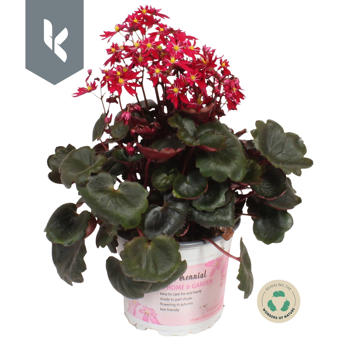 Saxifraga mix 25cm 12cm Pot