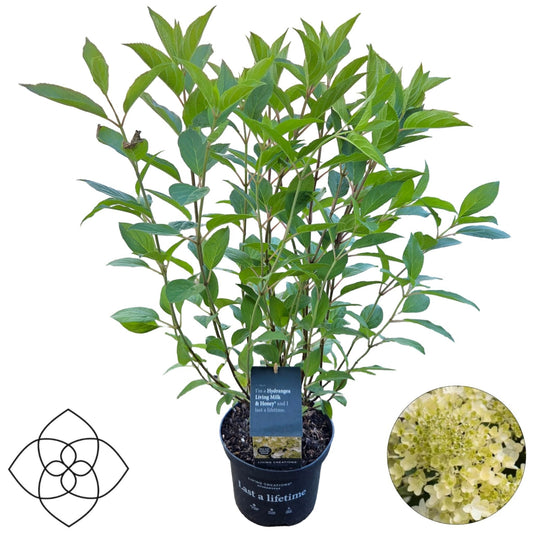 Hydrangea paniculata 80cm 17cm Pot