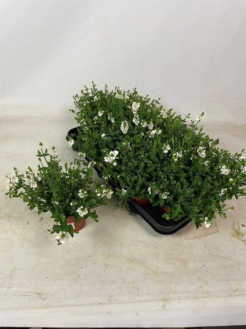 Diascia Flying Colors Upright Appleblossom 20cm 510cm Pot