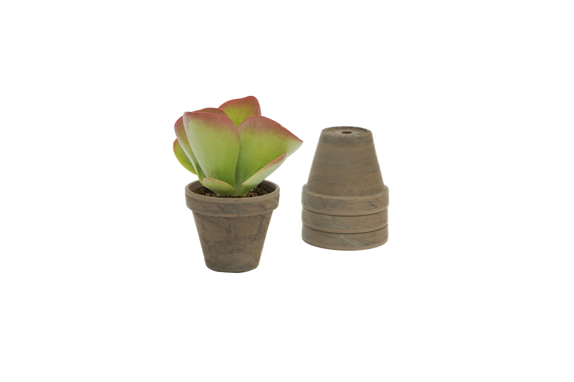 Kalanchoe thyrsiflora 15cm 9cm Pot